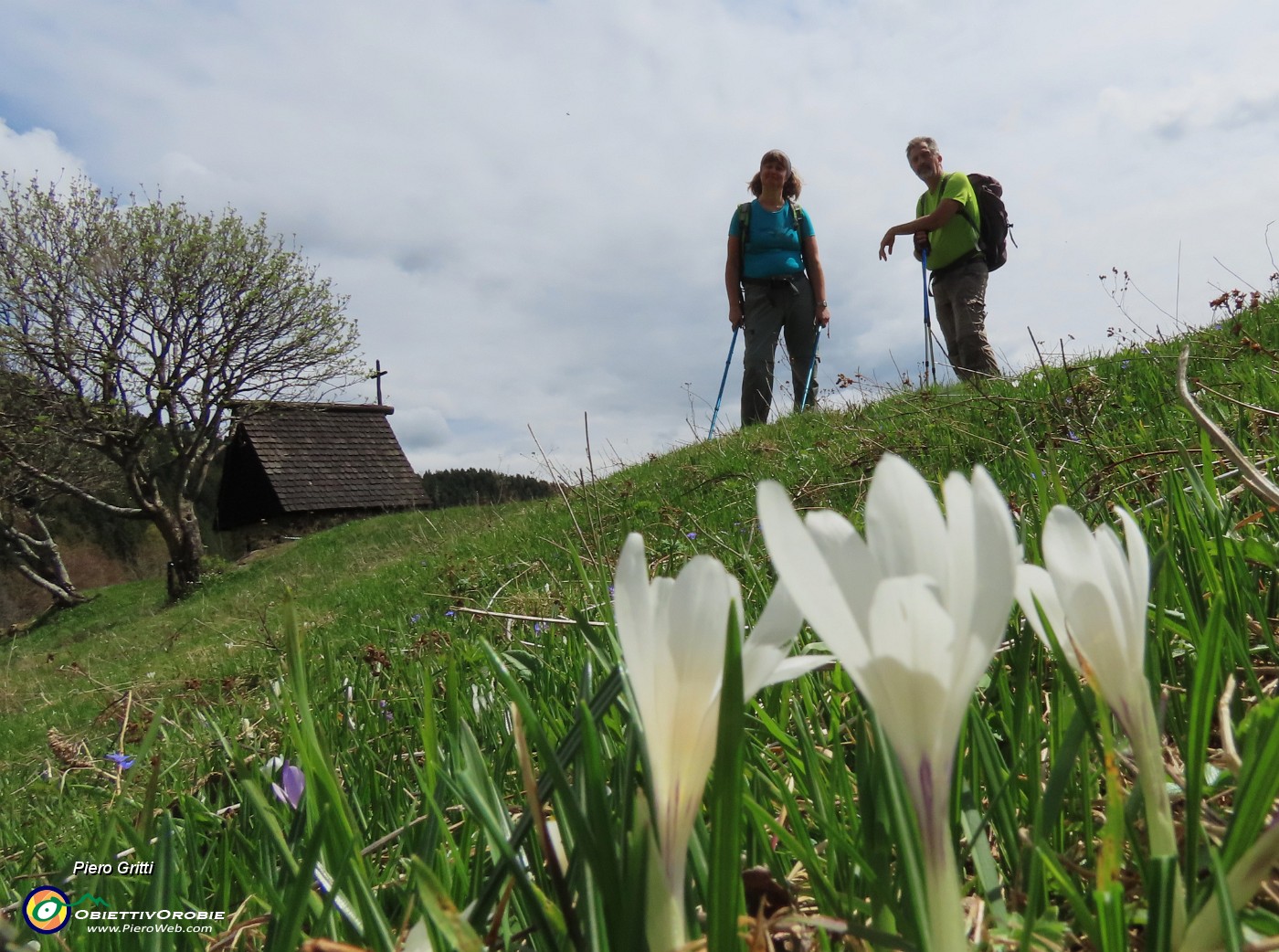 53 Alcuni Crocus vernus bianchi in fiore .JPG